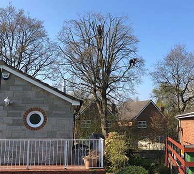 camberley-tree-surgeons-pruning-crown-reductions